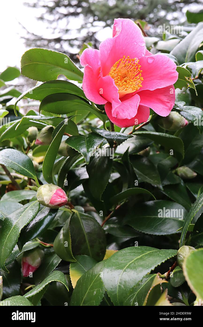 Camellia sasanqua ‘Kanjiro’ Sasanqua Kanjiro – fleurs en forme de coupe rose foncé et feuilles ovales brillantes vert foncé, janvier, Angleterre, Royaume-Uni Banque D'Images