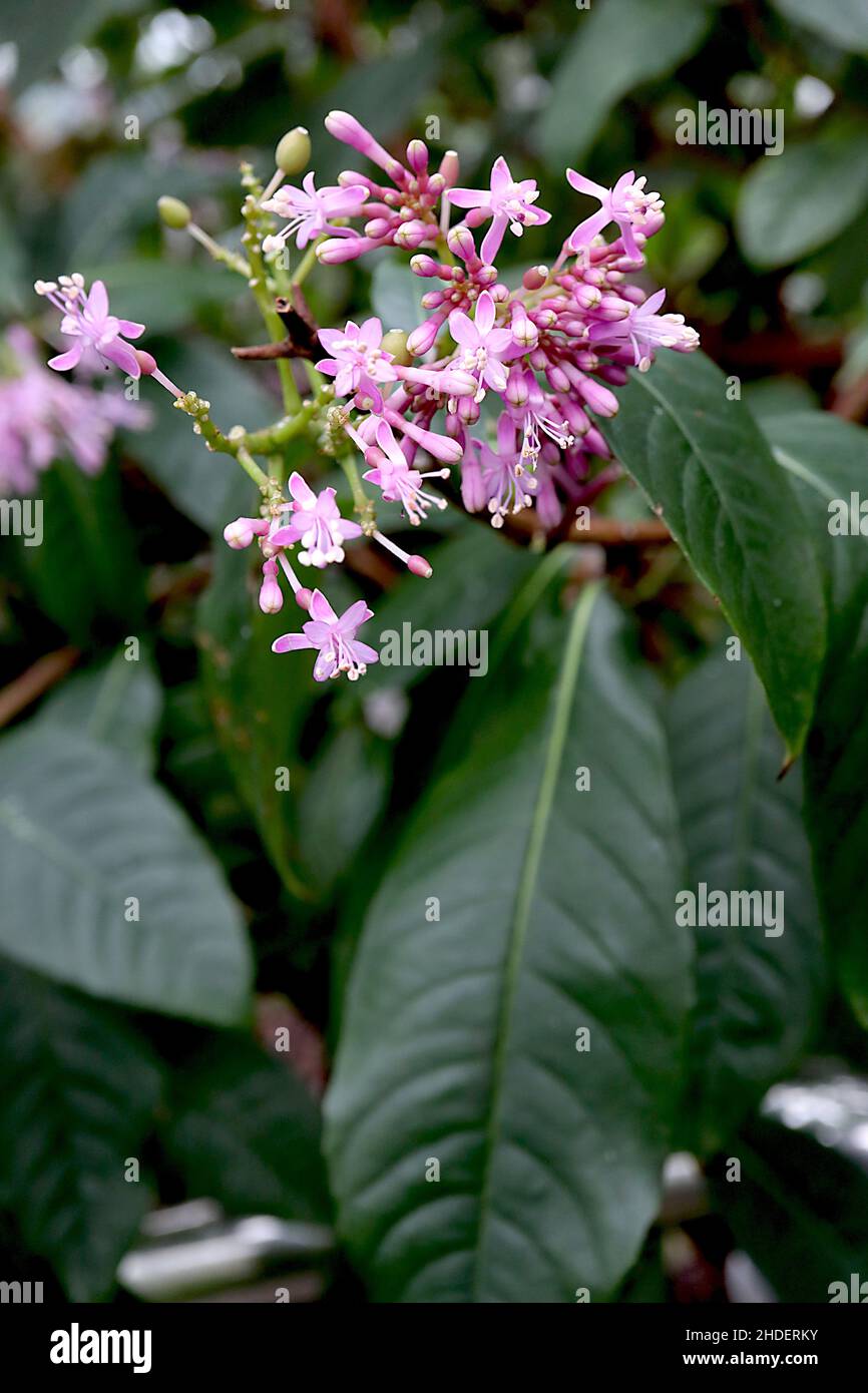 Fuchsia arborescens arbre fuchsia – en forme d'étoile fleurs rose clair et elliptiques brillant vert foncé feuilles, janvier, Angleterre, Royaume-Uni Banque D'Images