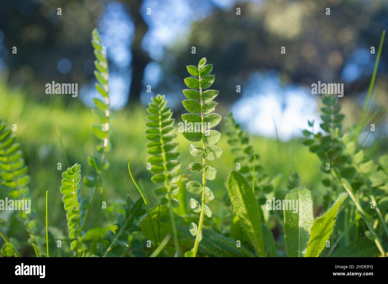 Astragalus croissant dans les prés d'hiver de la forêt de dehesa.Gros plan Banque D'Images