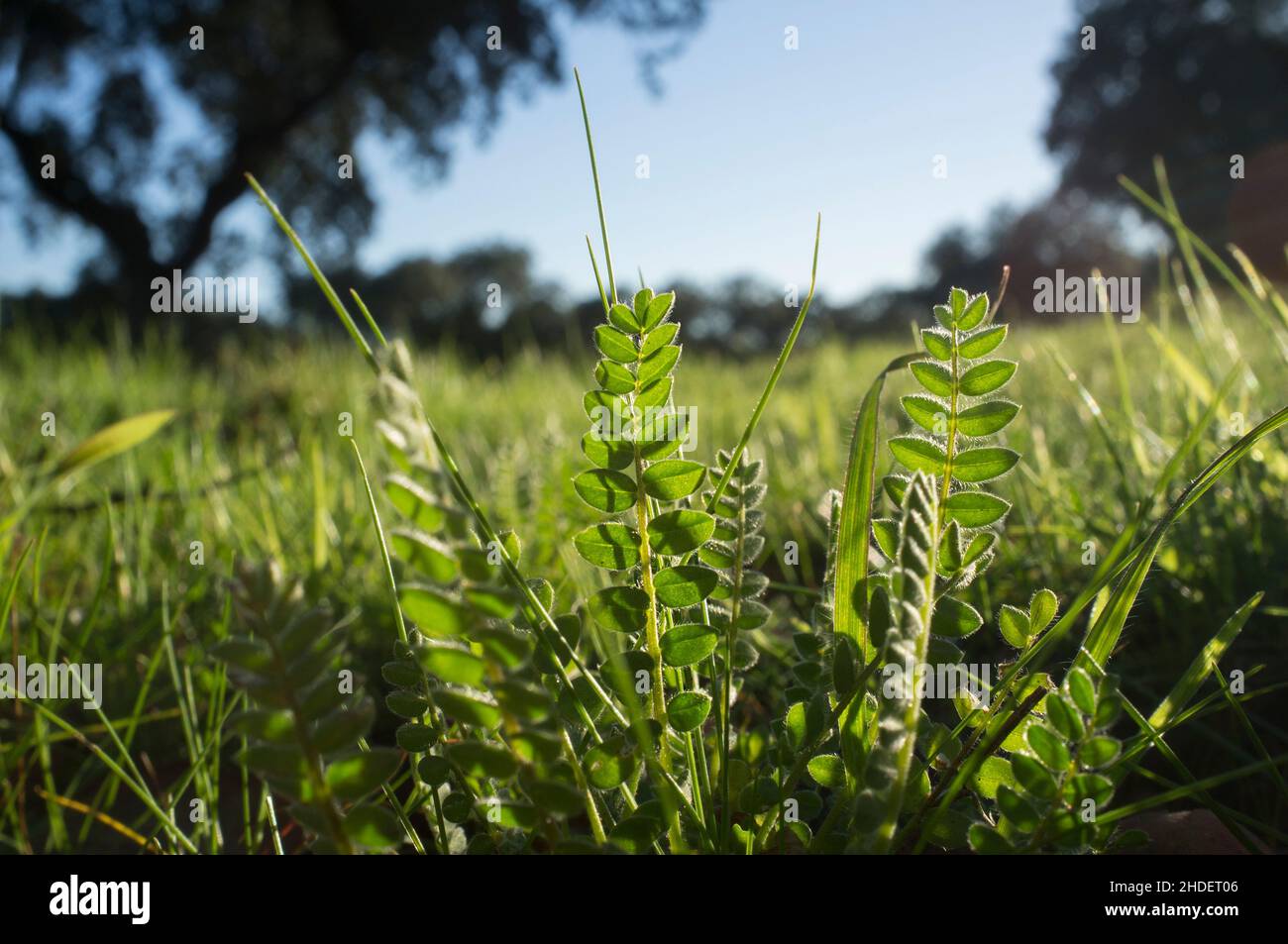 Astragalus croissant dans les prés d'hiver de la forêt de dehesa.Gros plan Banque D'Images