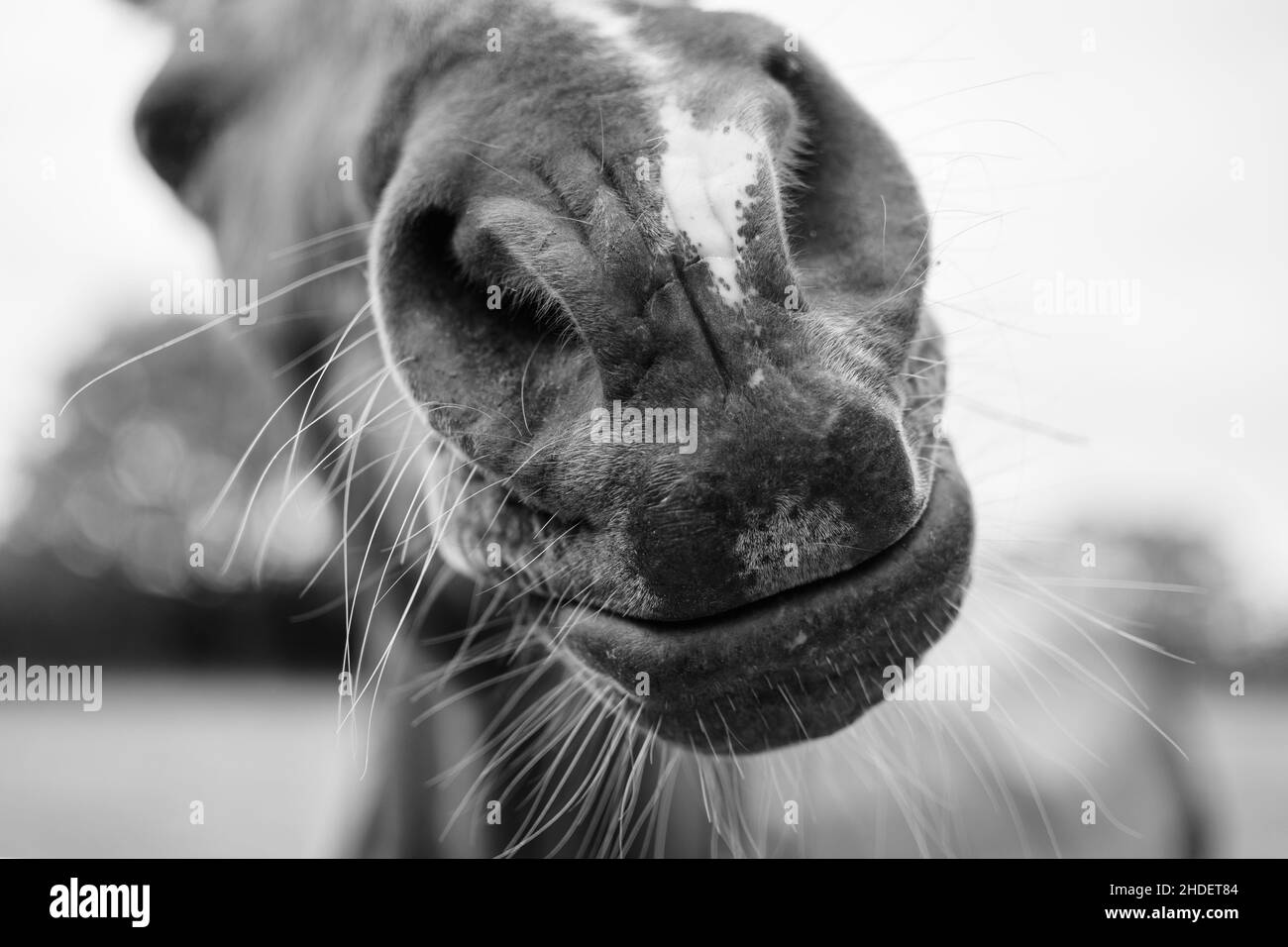Bouche de cheval noire et blanche Banque D'Images