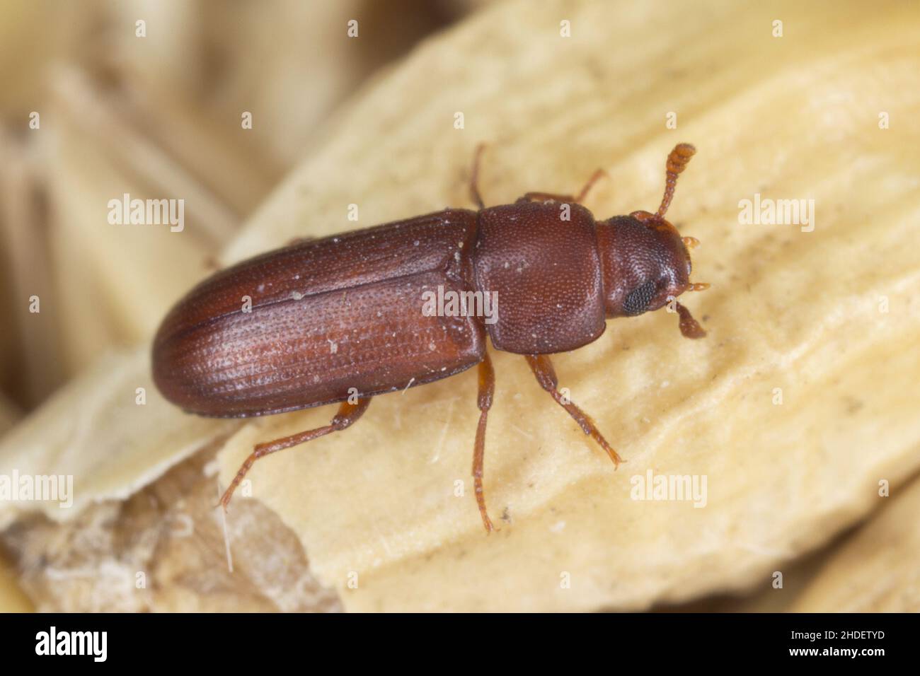 Le tribolium castaneum, coléoptère de la farine rouge, sur le grain un ravageur