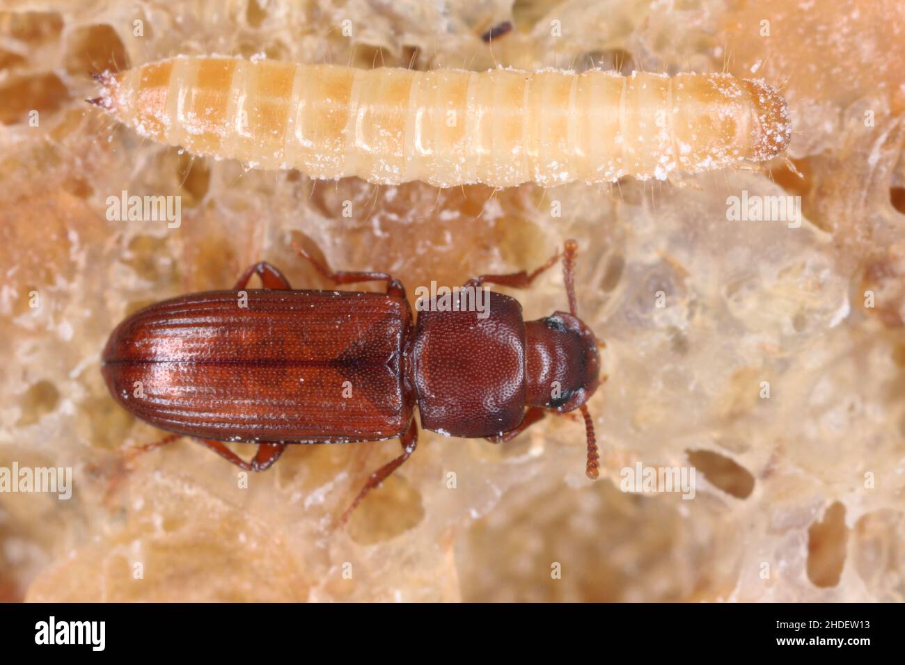 La larve et le coléoptère du tribolium confusum connu sous le nom de — free download