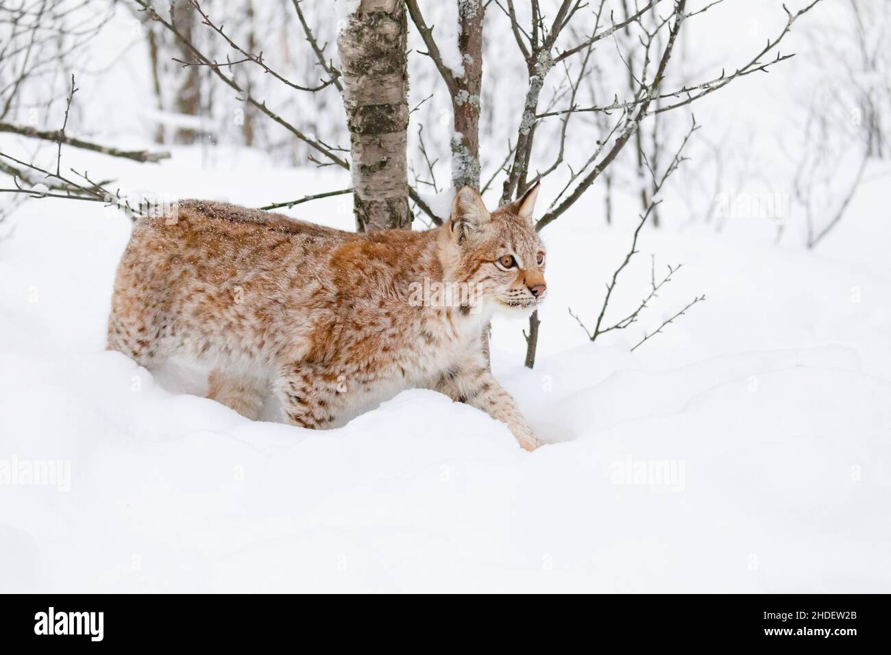 Lynx cub Cat marche dans la forêt froide et magnifique d'hiver Banque D'Images