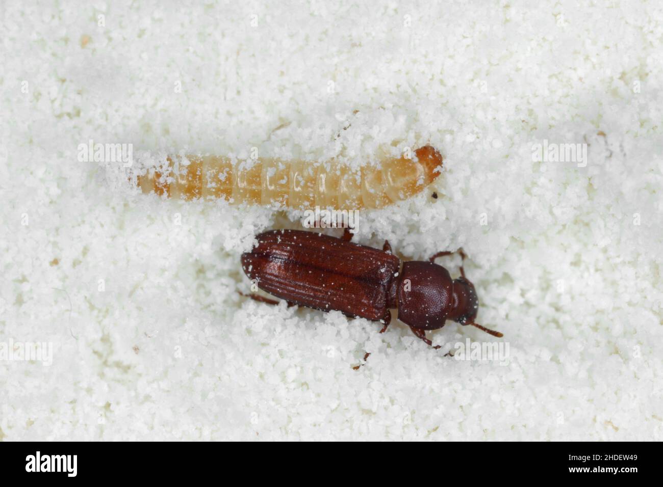 La larve et le coléoptère du tribolium confusum connu sous le nom de coléoptère de la farine, un La larve et le coléoptère du tribolium confusum connu sous le nom de coléoptère de la farine, un