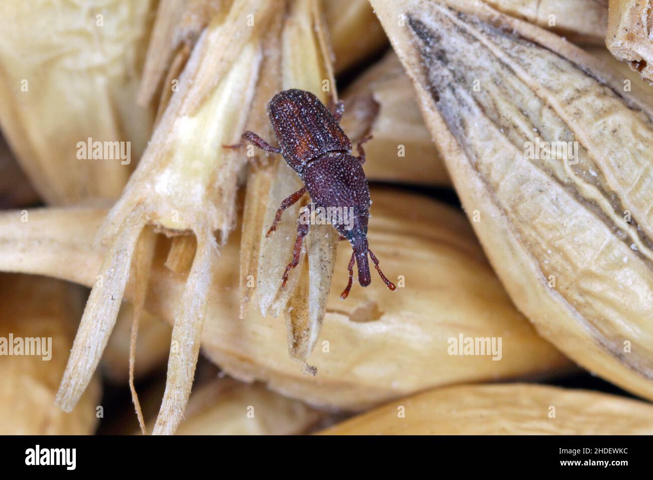 Le charançon du riz Sitophilus oryzae un ravageur de produit stocké sur le grain endommagé Banque D'Images