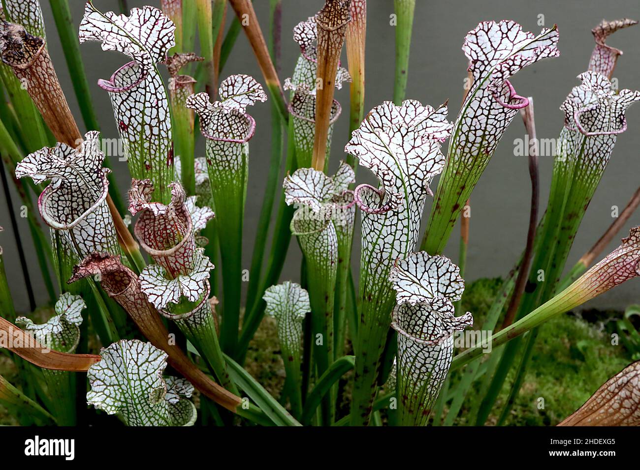 Saracenia leucophylla cramoisi – feuilles blanches tubulaires avec capot blanc ondulé et filet violet, feuilles linéaires vert vif, janvier, Engla Banque D'Images