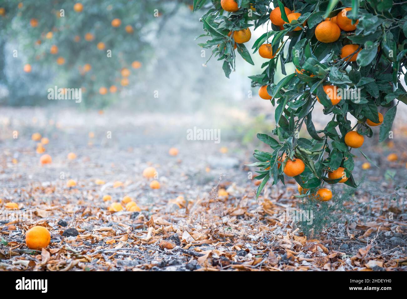 Citrus grove avec des fruits mûrs sur les branches des arbres et sur le sol, copier l'espace Banque D'Images
