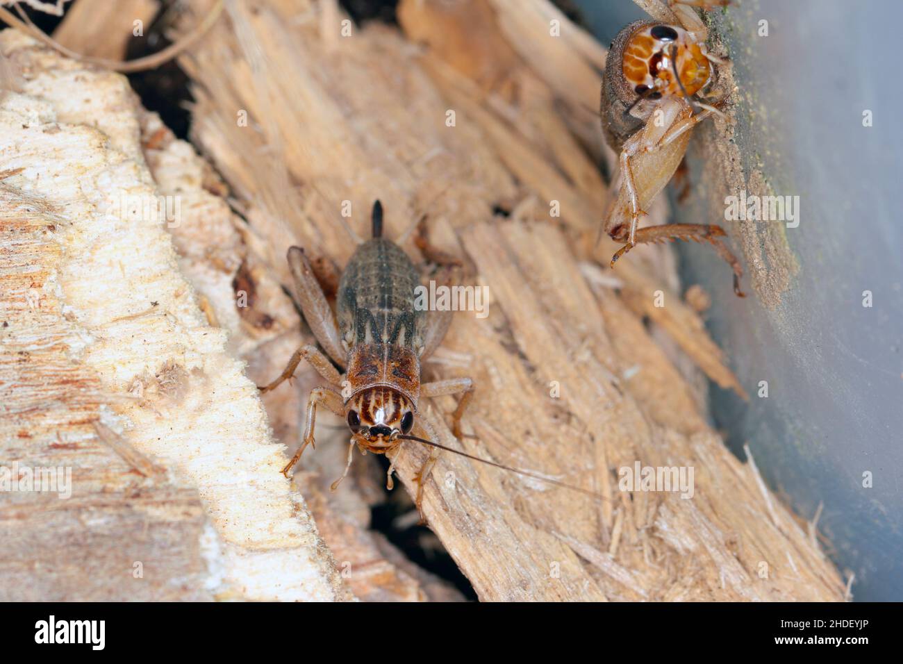 Gros plan Maison de cricket (Afeta domestica).Le ravageur est souvent trouvé dans les maisons. Banque D'Images