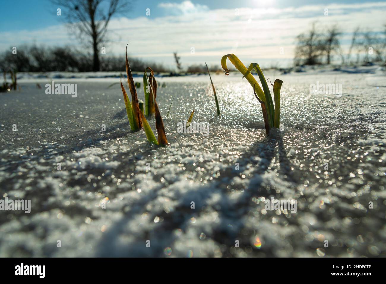 Plantes herbeuses dans l'eau gelée et la lumière du soleil, jour d'hiver Banque D'Images