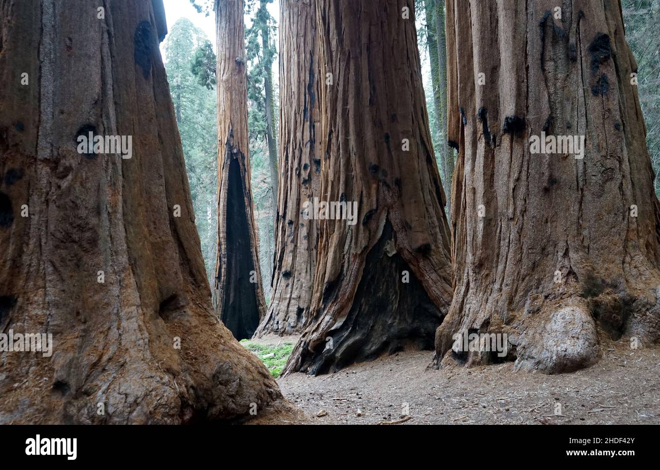 Énormes troncs d'arbres dans le parc national de Sequoia, Californie, États-Unis. Banque D'Images