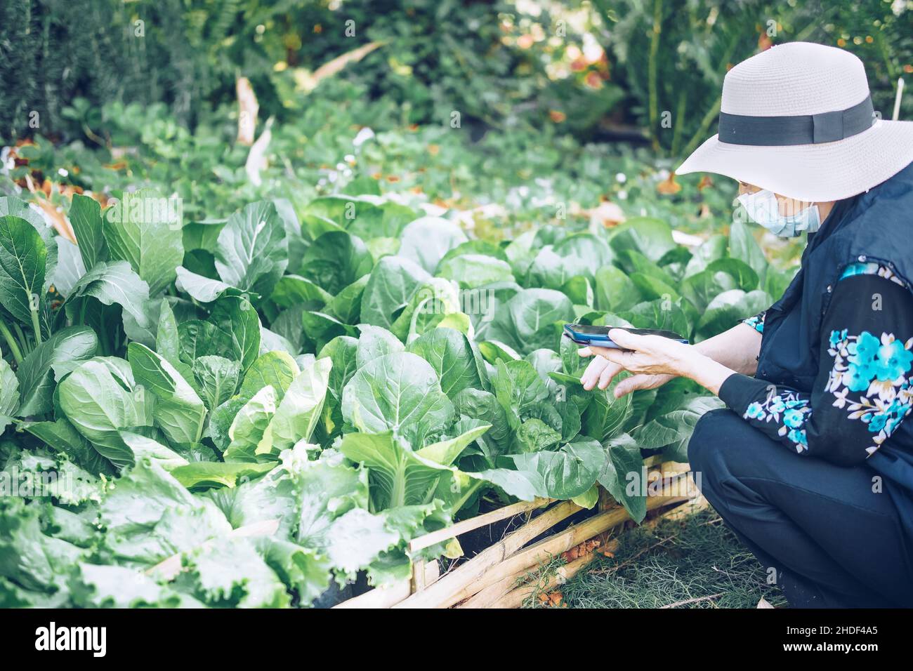 vieille femme vérifiant la qualité des plantes végétales avec smartphone. technologie agricole Banque D'Images