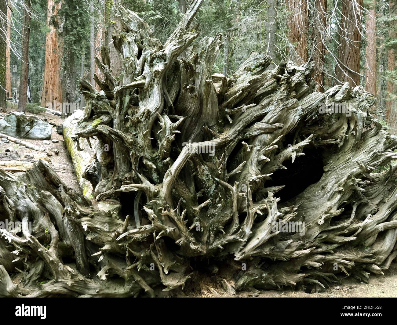 Racines du séquoia géant. Sequoia National Park, Californie, États-Unis. Banque D'Images