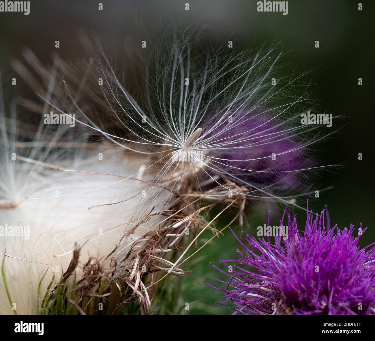 graines, crob, graines, semis Banque D'Images