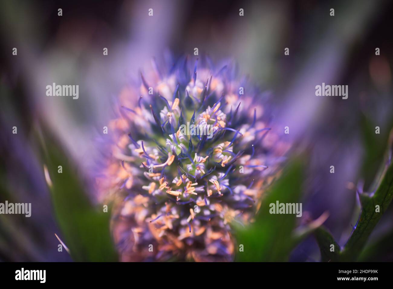 chardon, chardons Banque D'Images