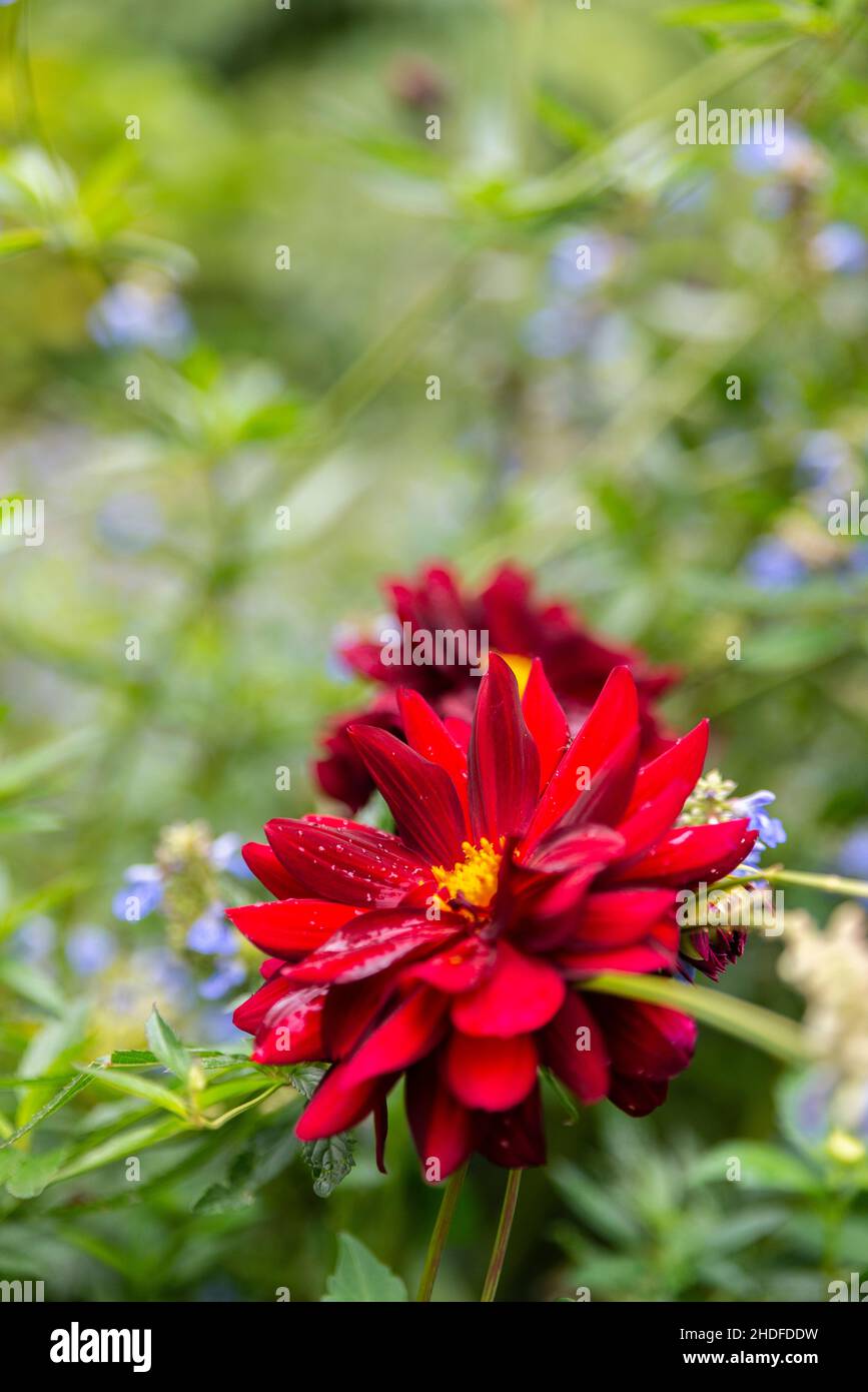 Fleur rouge à St James Park, Londres Banque D'Images