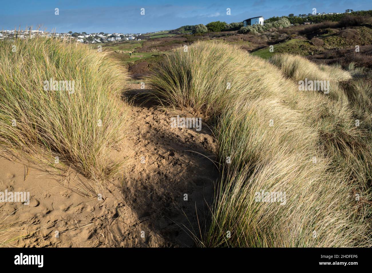 Lumière du soir sur l'herbe de Marram; Ammophila arenaria poussant sur le fragile système délicat de dunes de sable à Rushy Green à Crantock Beach à Newquay, Co Banque D'Images