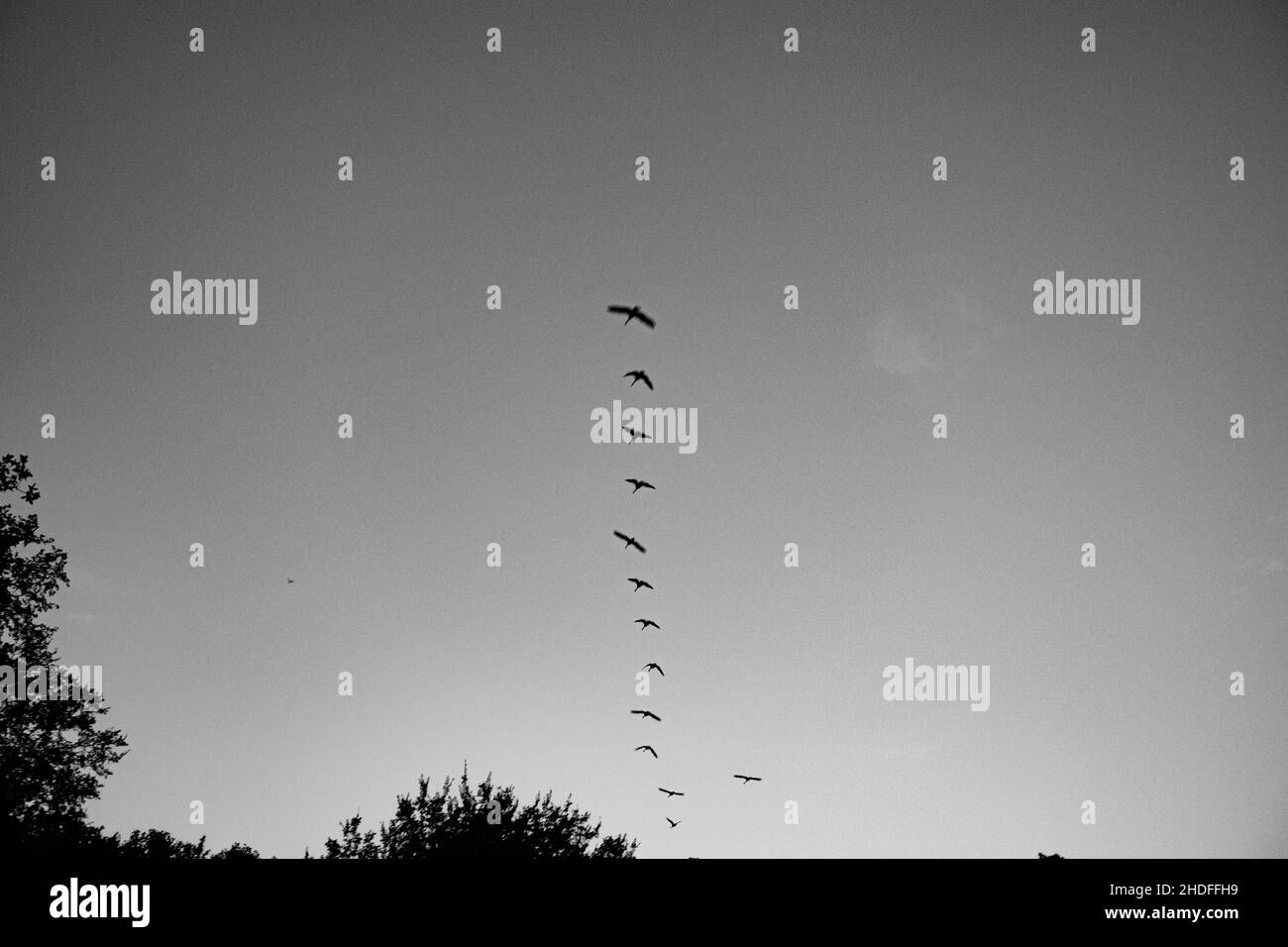 Prise de vue en niveaux de gris d'un troupeau d'oiseaux volant au-dessus des arbres à la lumière du jour Banque D'Images