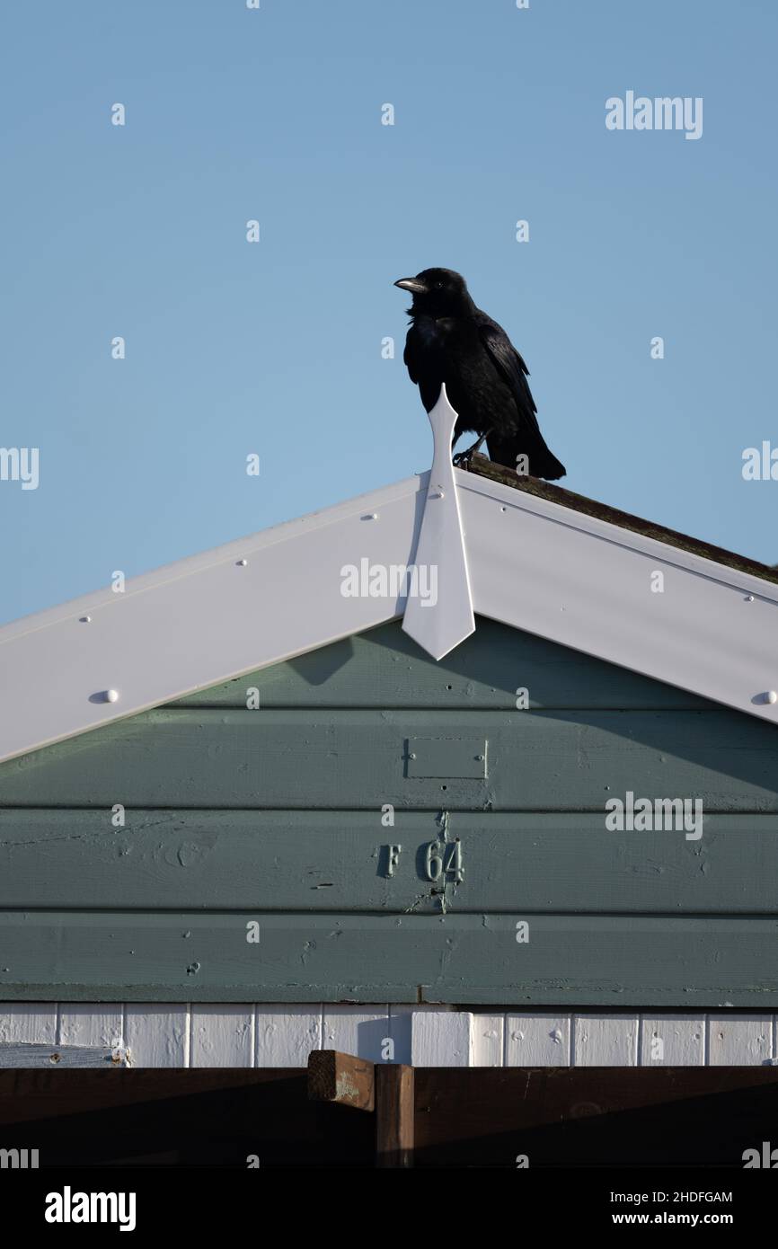 Rook assis sur une hutte de plage à Hayling Island, Hampshire, Royaume-Uni Banque D'Images