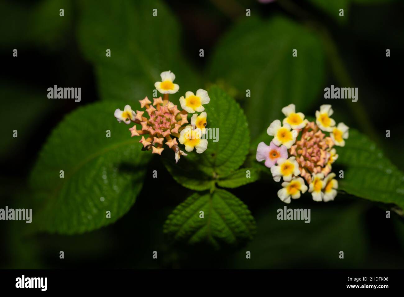 tropical, fleur, tropical, fleurs Banque D'Images tropical, fleur, tropical, fleurs Banque D'Images