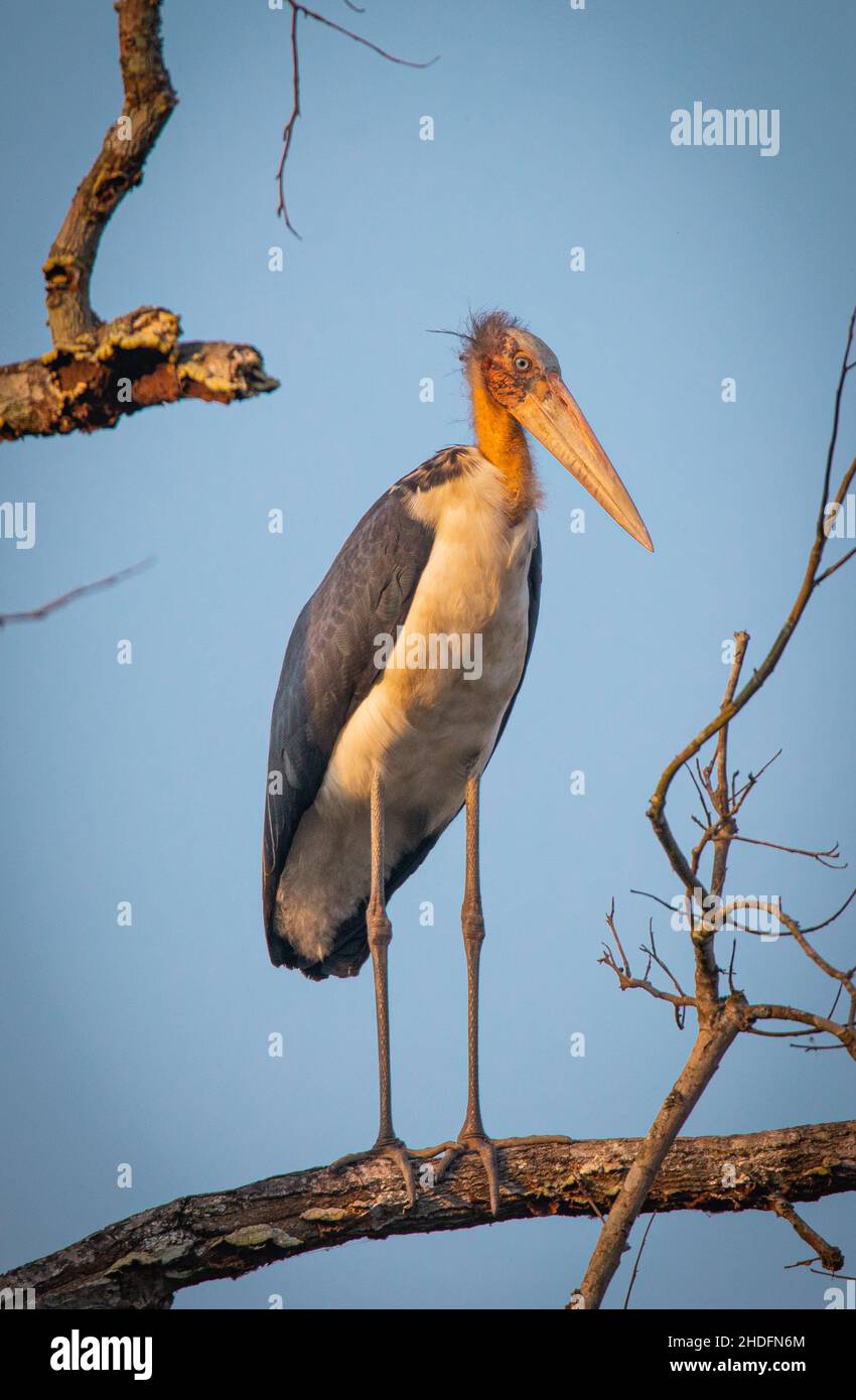 Petit Adjutant Stork, Népal Banque D'Images