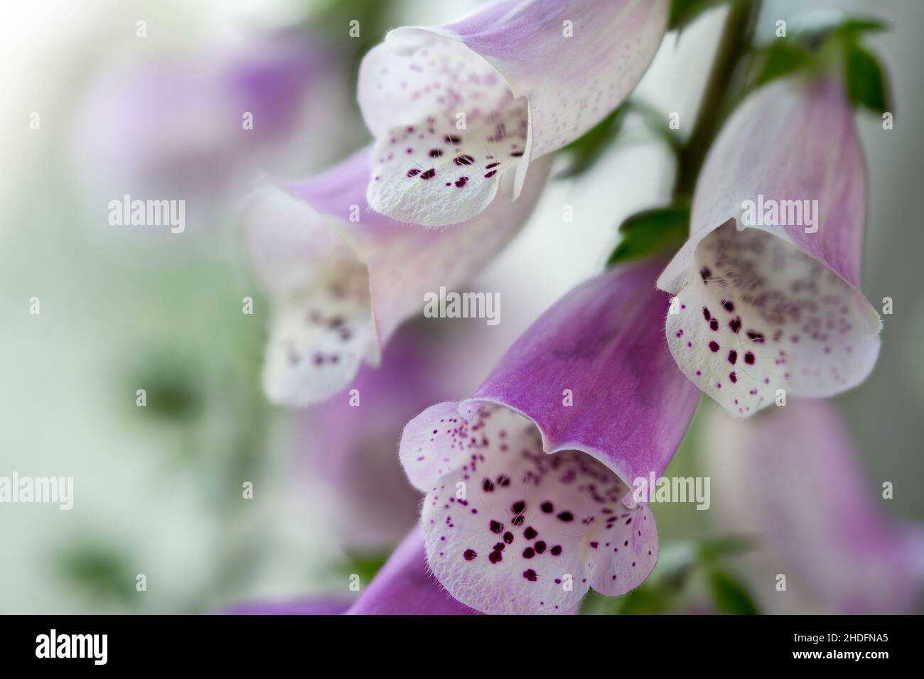 foxglove, foxgloves Banque D'Images
