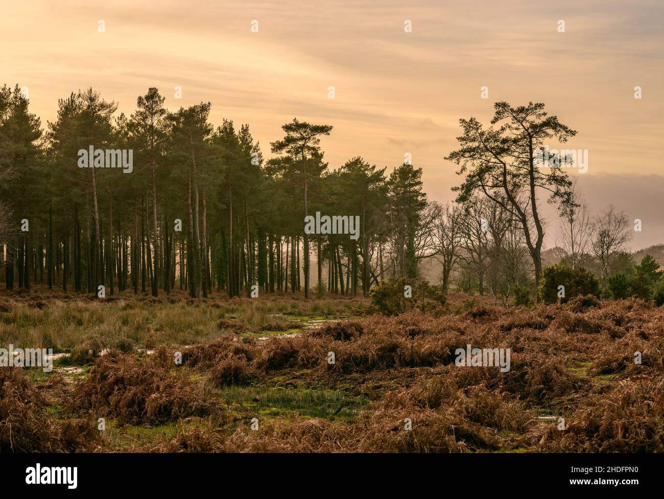 Coucher de soleil sur le ciel d'orange chaud derrière les arbres dans un climat doux de décembre, New Forest, Hampshire, Royaume-Uni Banque D'Images