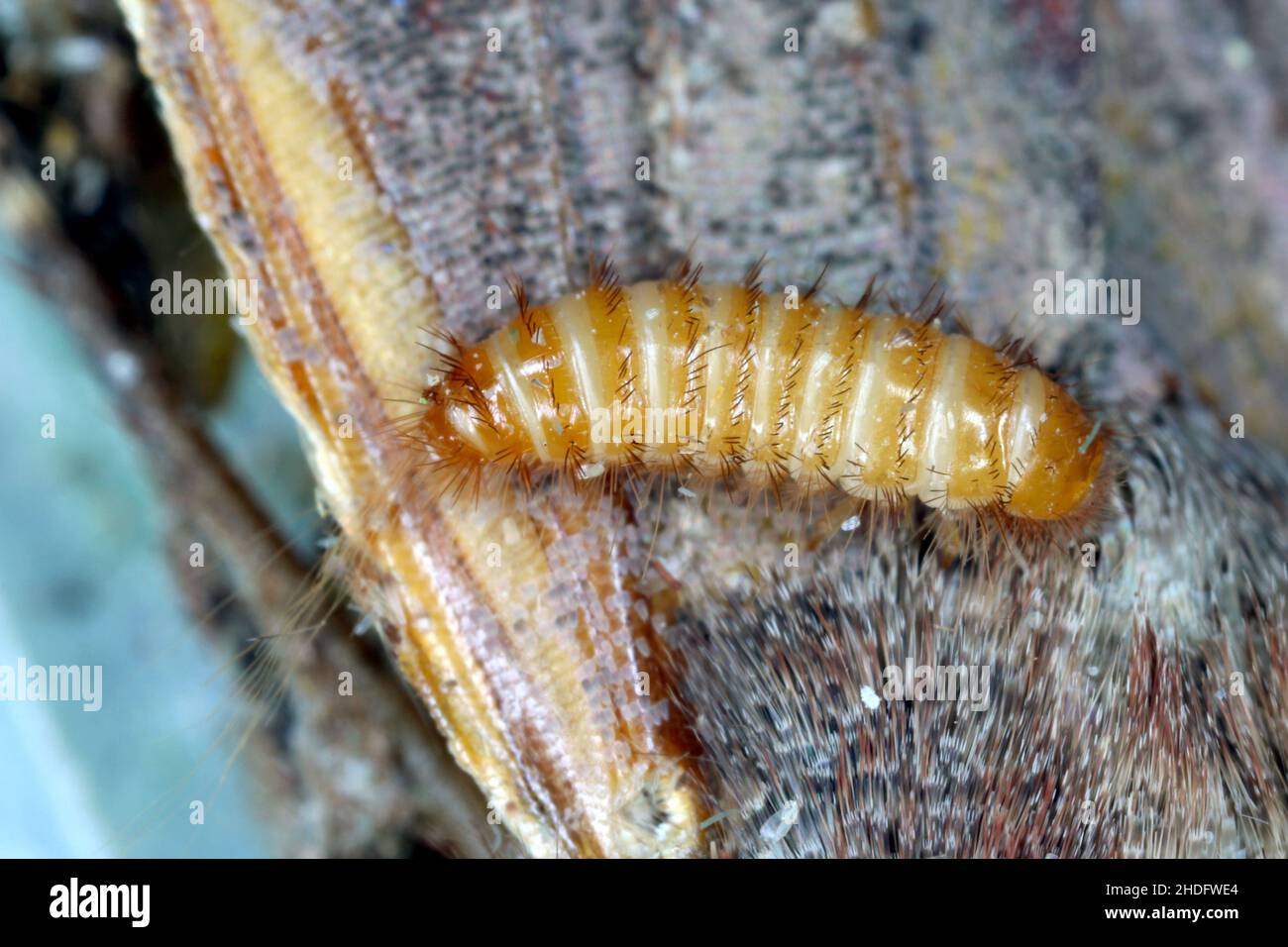 Larve de Trogoderma angustum sur des espèces de dermatidae envahissantes de papillons morts en Europe Banque D'Images