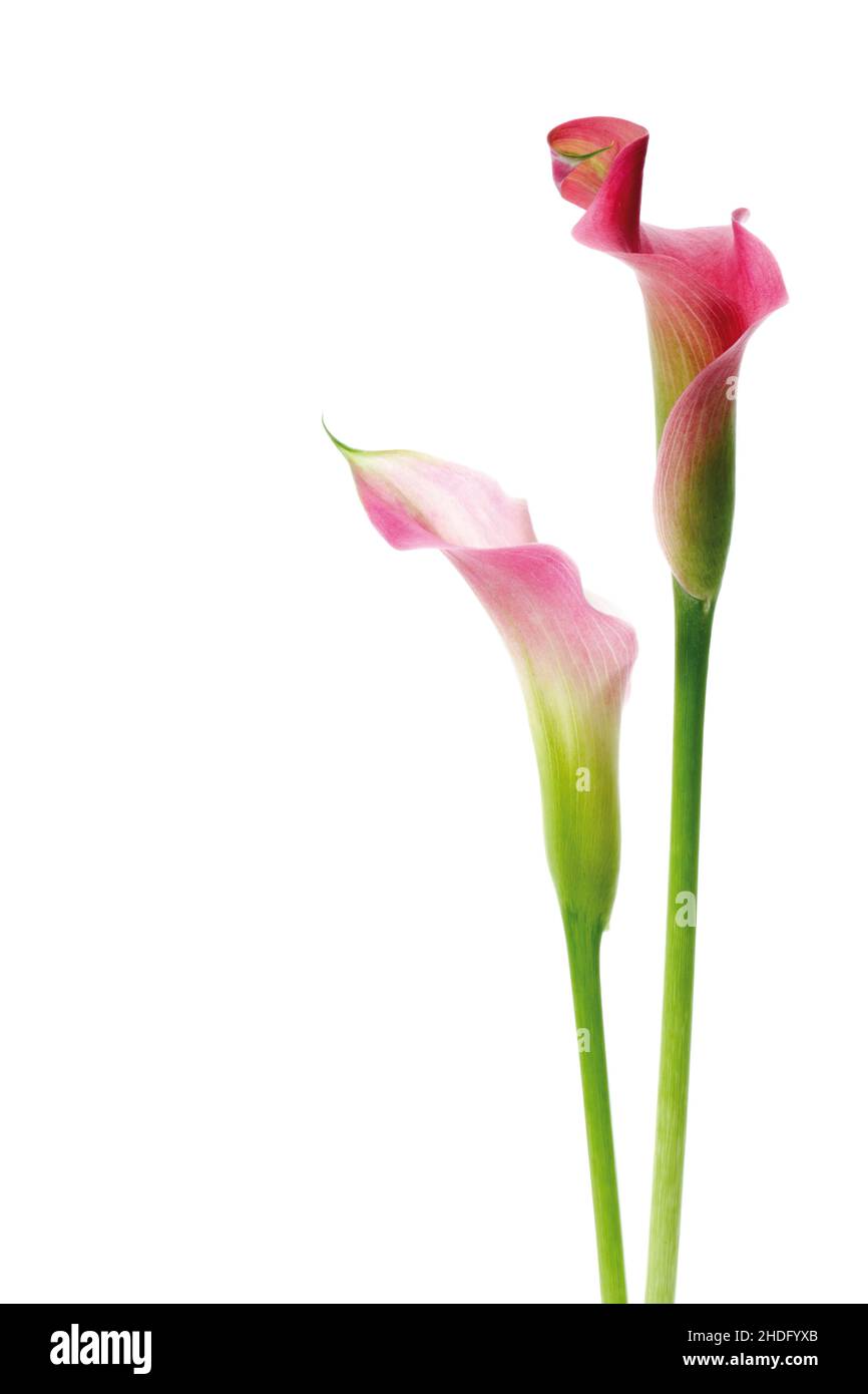 filigrane, fleur coupée, nénuphars, filigrées, fleurs coupées,calla, nénuphars Banque D'Images