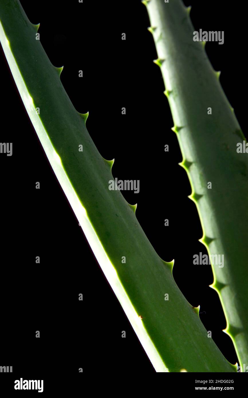 aloe vera, aloe veras Banque D'Images