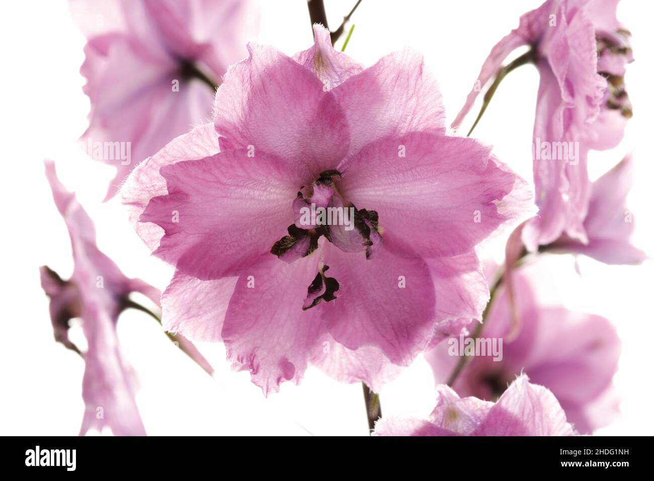 filigrane, larkspur, filigrees, larkspur Banque D'Images