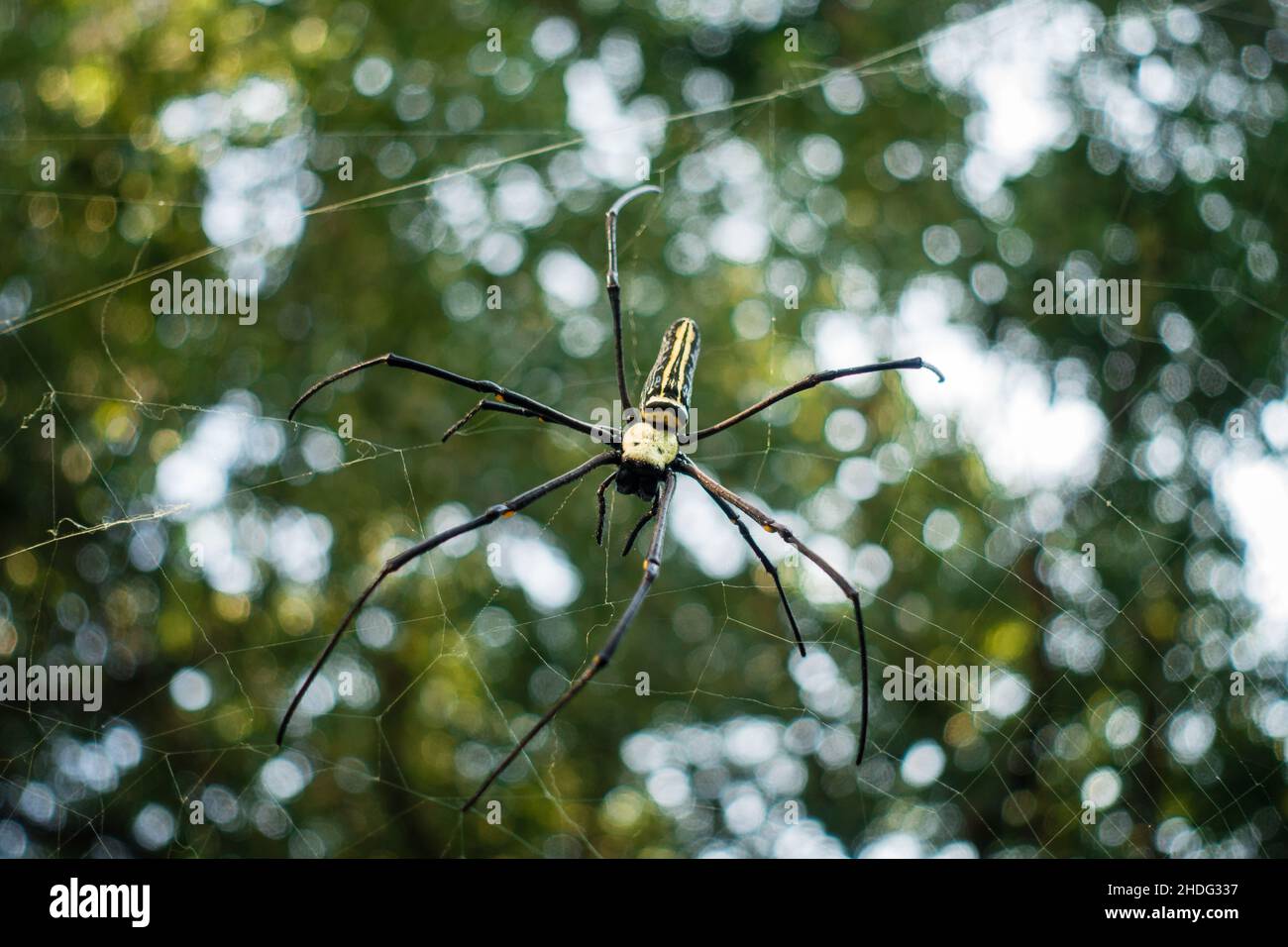 Un gros plan de Nephila pilipes, le tisserand d'orbe doré du nord ou le tisserand d'orbe doré géant est une espèce d'araignée d'orbe dorée.Le N. pilipes d'or Banque D'Images