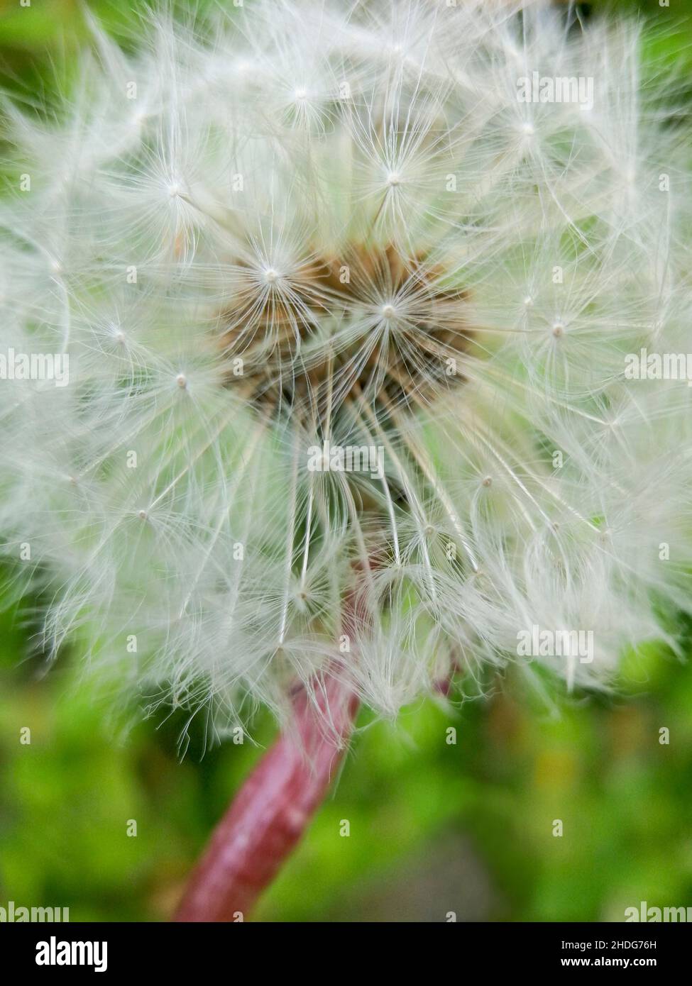 pissenlit, filigrane, graine, pissenlit, police löwenzahn,filigrées, crob, graines, semis Banque D'Images