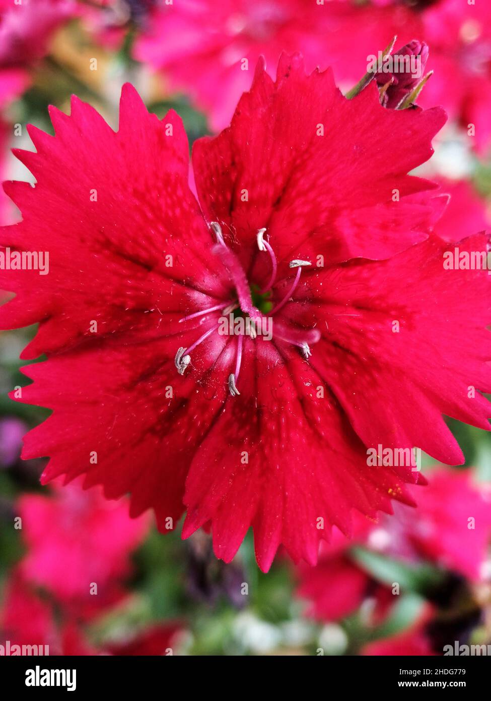 Fleurs de clou de girofle Banque de photographies et d’images à haute — free download
