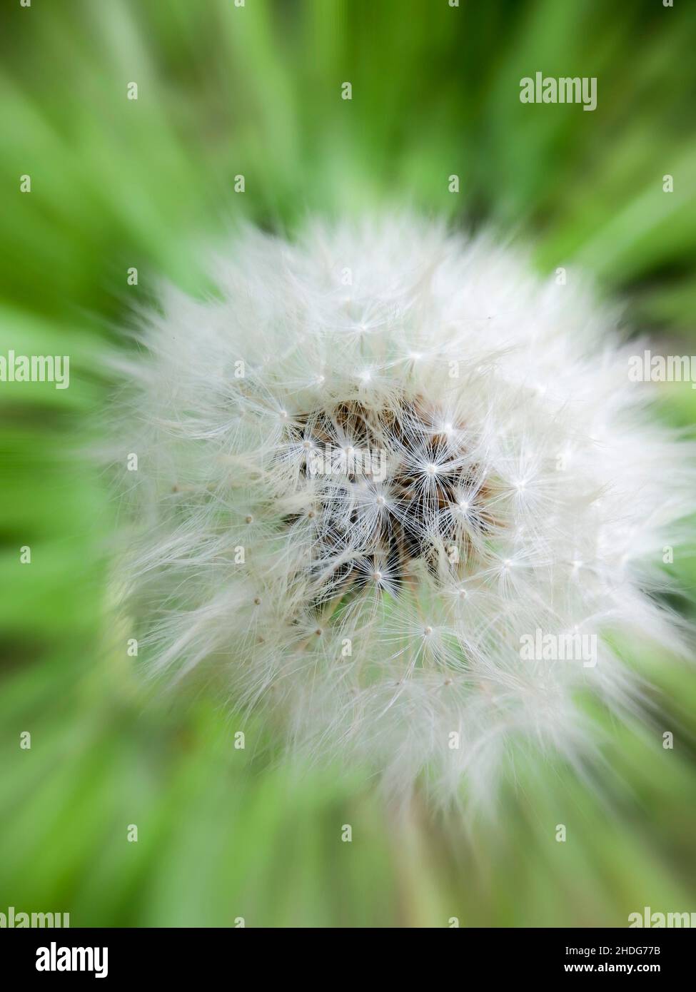dandelion, seed, dandelion, löwenzahn font, crob,graines, semis Banque D'Images