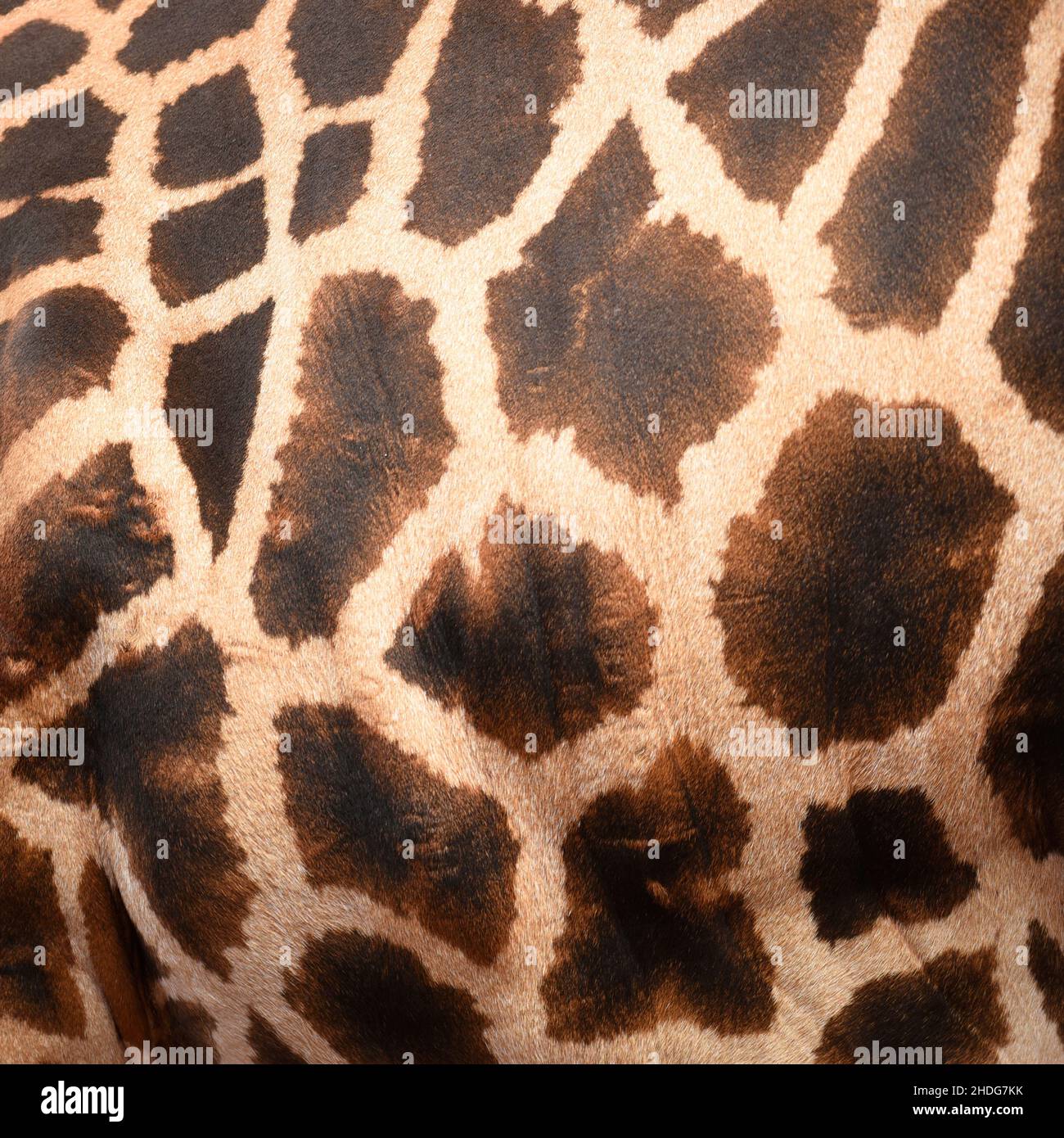 motif, girafe, motifs, girafes Banque D'Images