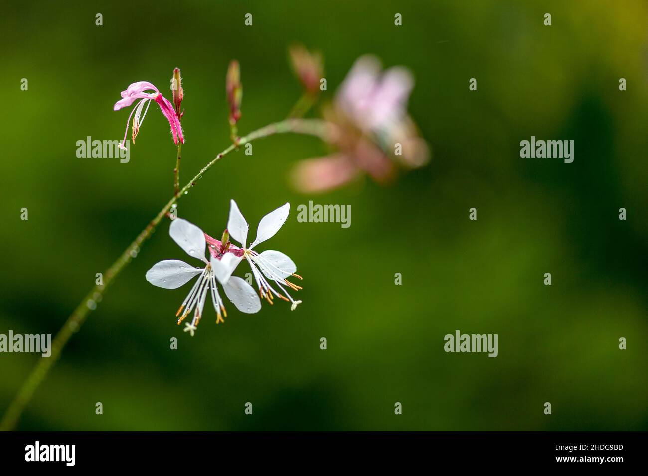 gaura lindheimeri, beeblossom de lindheimer, oenothera lindheimeri Banque D'Images