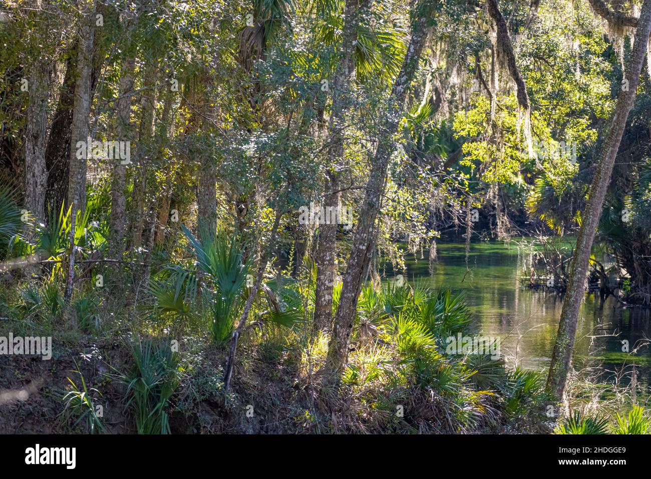 Parc national Blue Spring à Orange City, comté de Volusia, Floride.(ÉTATS-UNIS) Banque D'Images Parc national Blue Spring à Orange City, comté de Volusia, Floride.(ÉTATS-UNIS) Banque D'Images