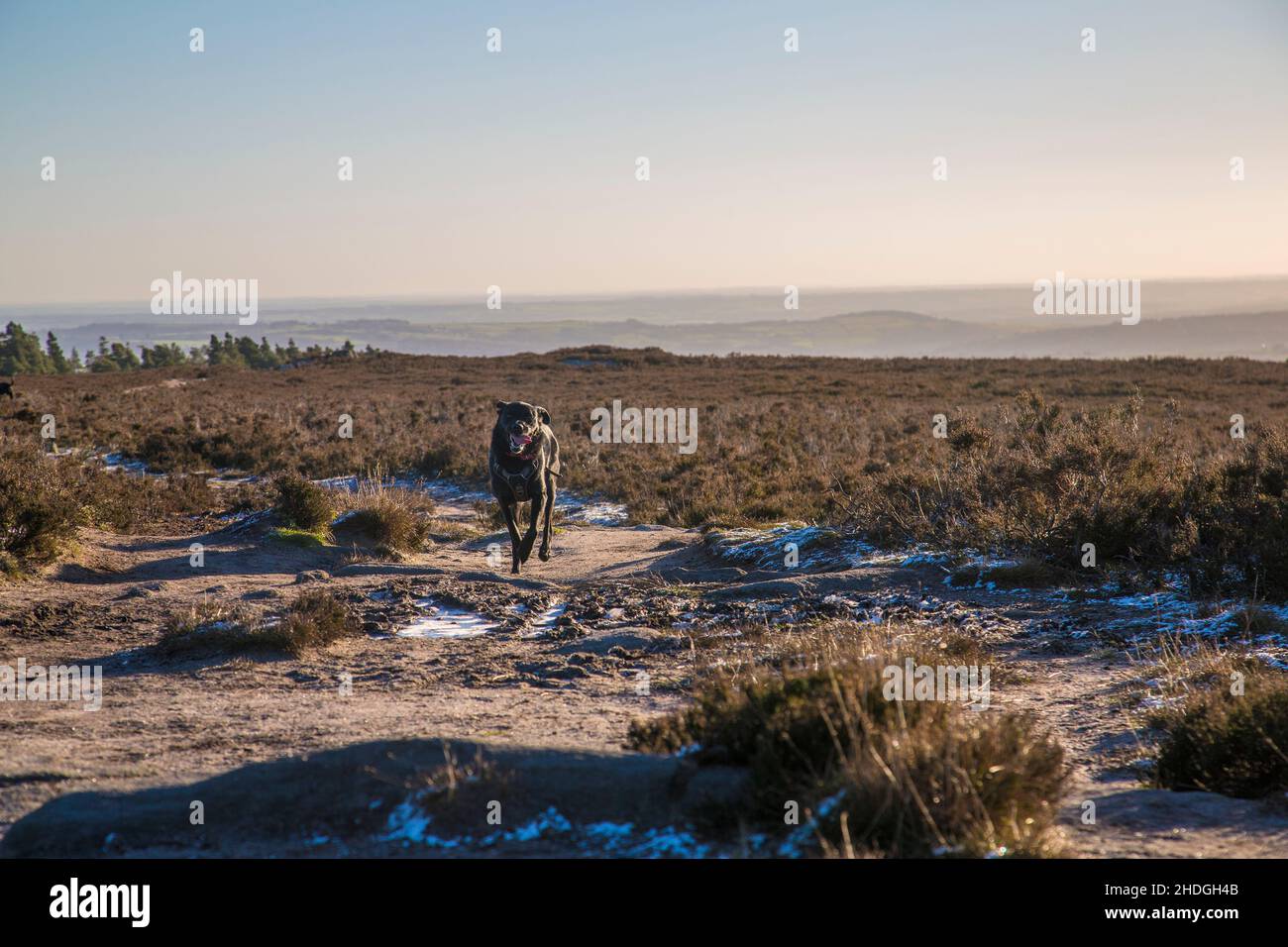 Un Labrador noir qui traverse une lande gelée Banque D'Images
