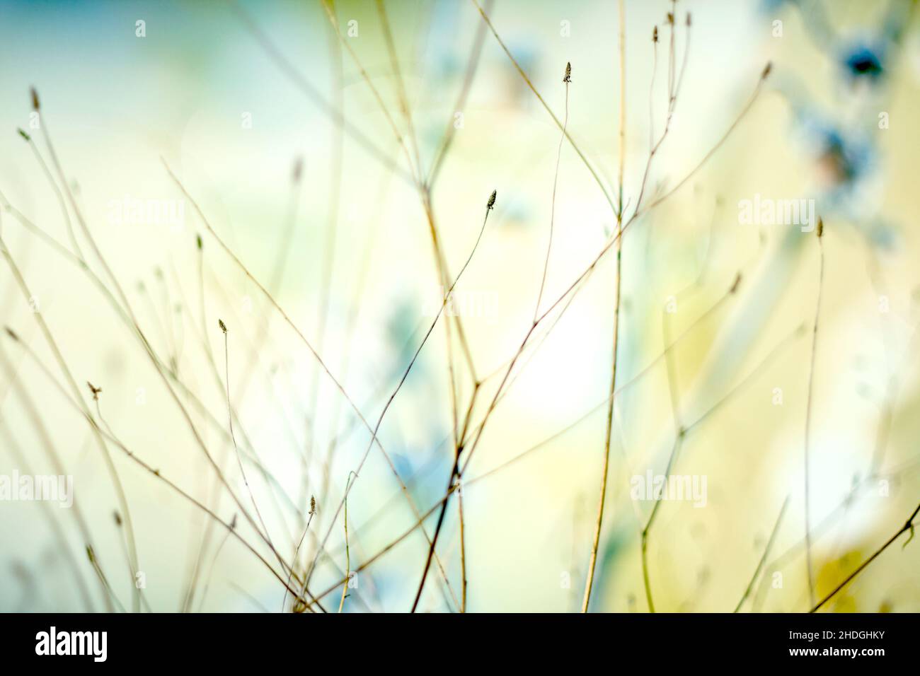 herbes, filigree, silence, abstrait, filigrees,silences, abstraction, résumés Banque D'Images