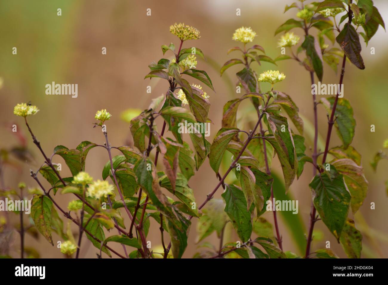 Gros plan des fleurs d'automne sur un fond marron flou Banque D'Images