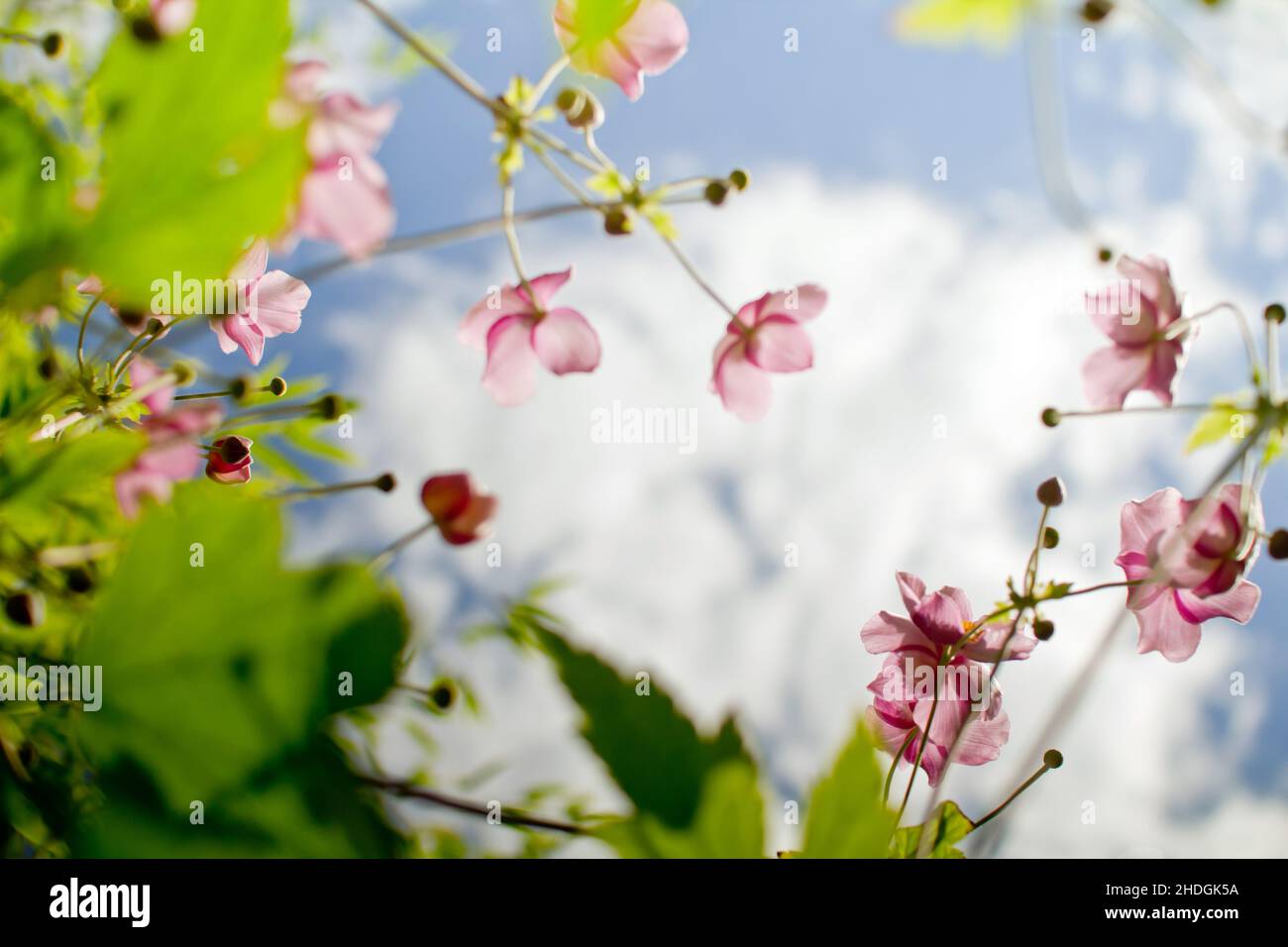 filigree, fleur d'anémone, filigrees, fleurs d'anémone, famille de buttercup Banque D'Images
