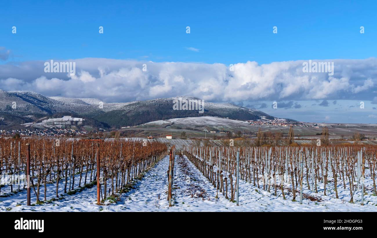 hiver, vignobles, rhénanie-palatinat, hivers, vignoble,palatinates de rhénanie Banque D'Images