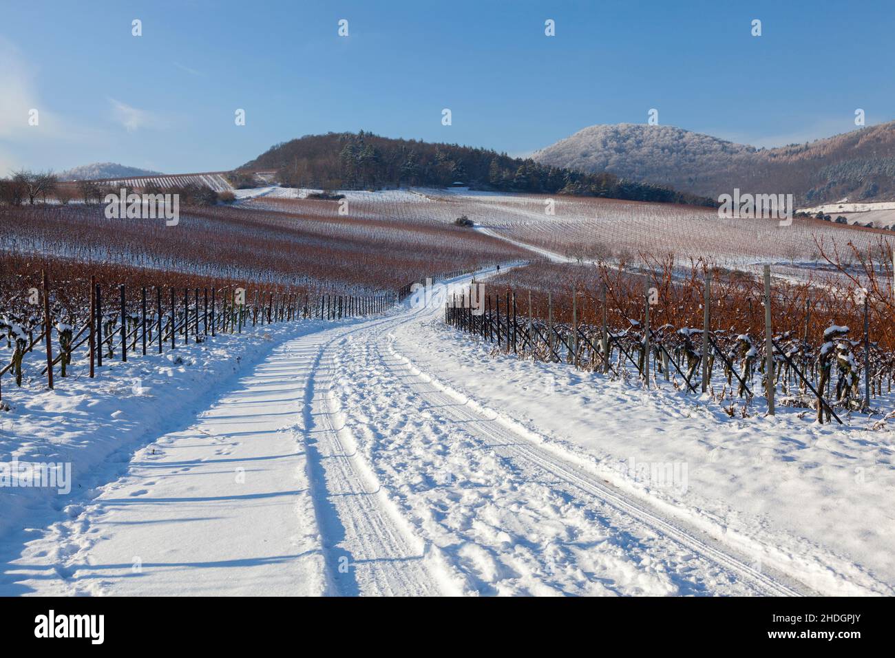hiver, vignoble, forêt du palatinat, hivers, vignobles,forêts du palatinat Banque D'Images