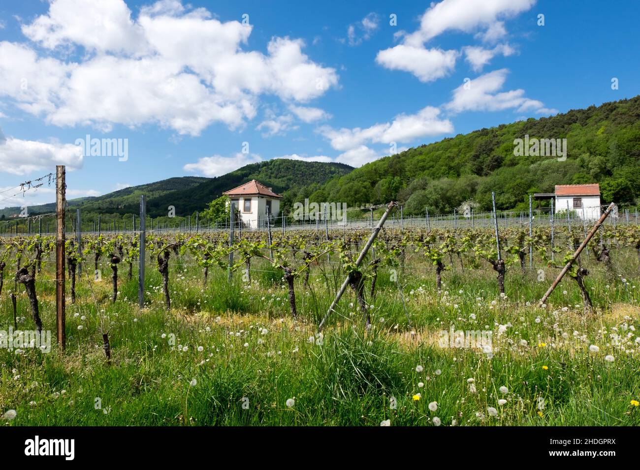 région viticole, route des vins du sud, régions viticoles Banque D'Images
