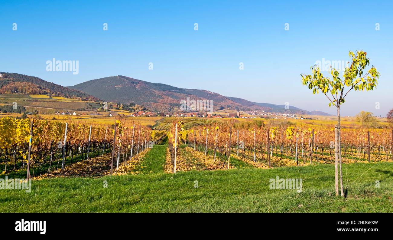 vignobles, viticulture, vignoble, viticulture Banque D'Images