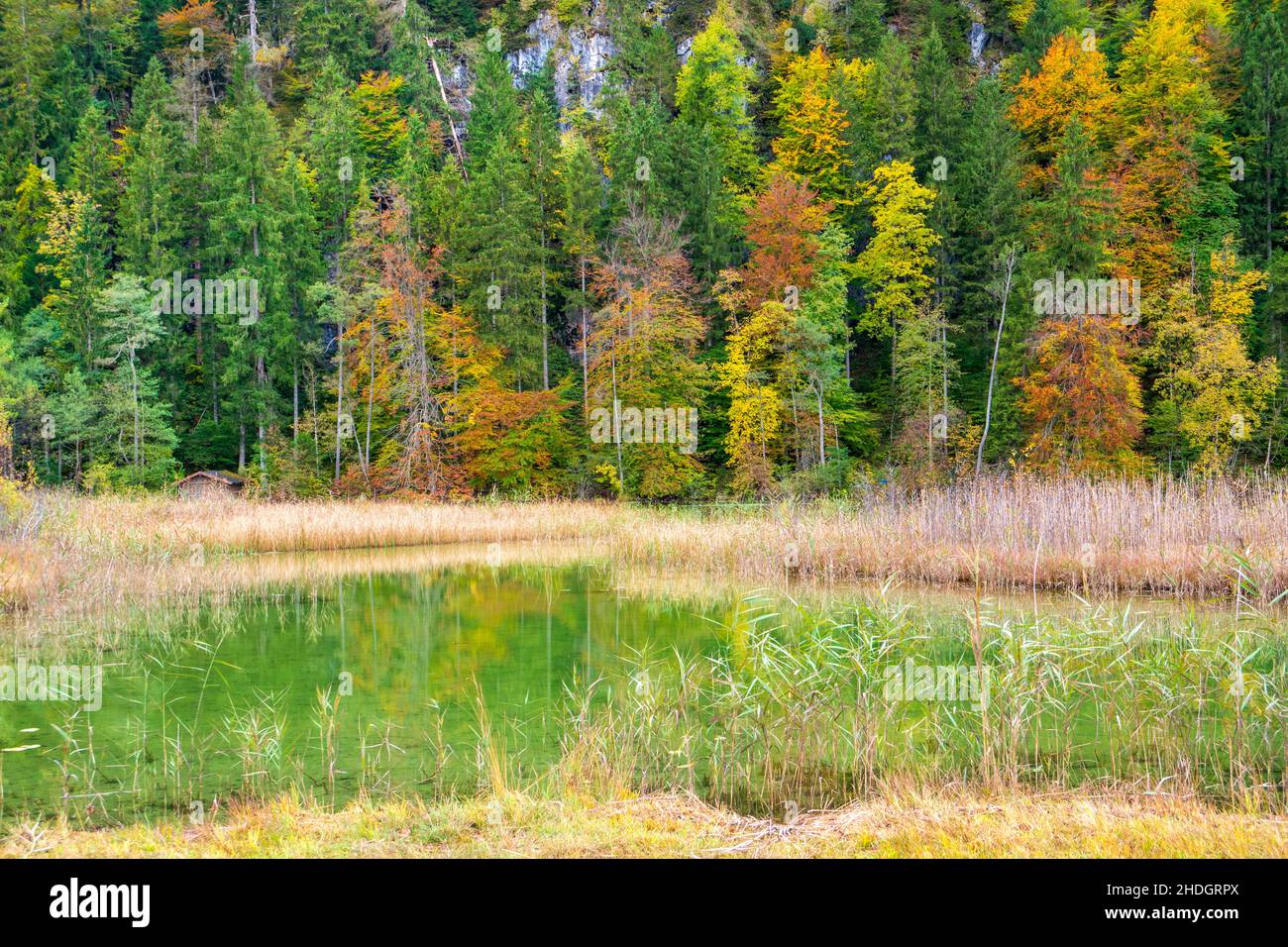 magnifique paysage avec forêt colorée et arbres Banque D'Images