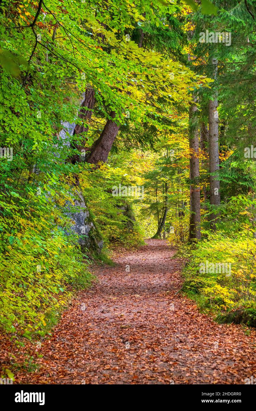 magnifique paysage avec forêt colorée et arbres Banque D'Images