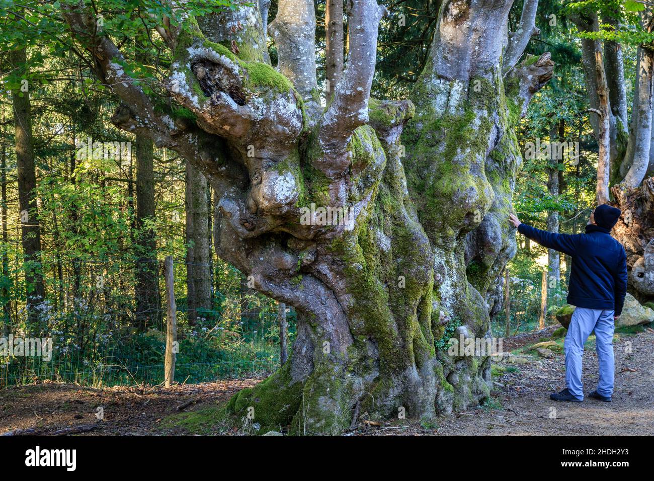 France, Allier, Bourbonnais, Saint Nicolas des Biefs, la Bletterie, allée des Geants, têtes tortueux (Fagus) // France, Allier (03), Bourbonnais, Sai Banque D'Images