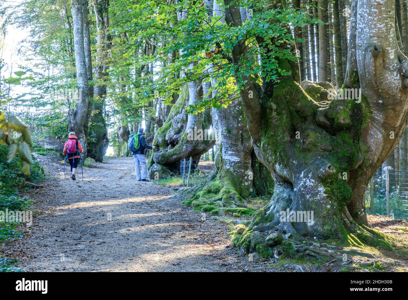 France, Allier, Bourbonnais, Saint Nicolas des Biefs, la Bletterie, allée des Geants, têtes tortueux (Fagus) // France, Allier (03), Bourbonnais, Sai Banque D'Images